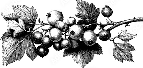 Vintage red currant cluster illustration for design and decoration