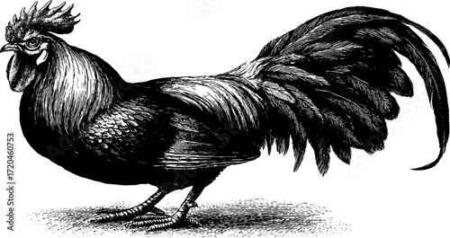 Vintage illustration of a rooster standing tall with detailed sketch for design use