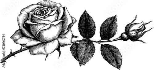 Vintage rose illustration with detailed petals and leaves - perfect for floral art designs