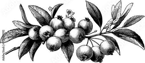 Vintage illustration of clustered sea buckthorn berries with leaves and flowers