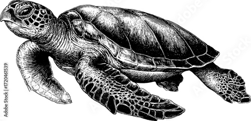 Vintage sea turtle engraving - hand drawn ocean wildlife illustration for retro design