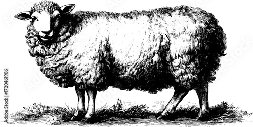 Vintage sheep illustration with thick wool fleece for retro design projects