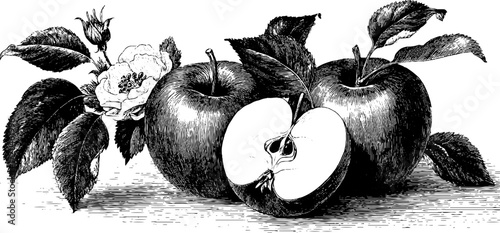 Vintage illustration of sliced apple with core and leafy stem