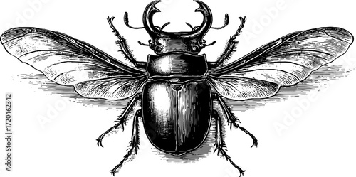 Vintage stag beetle illustration with large mandibles for retro design