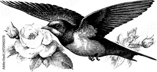 Swallow in flight with rose flowers engraving art for vintage design