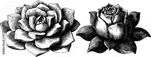 Hand drawn vintage succulent plant rosette illustration for botanical design