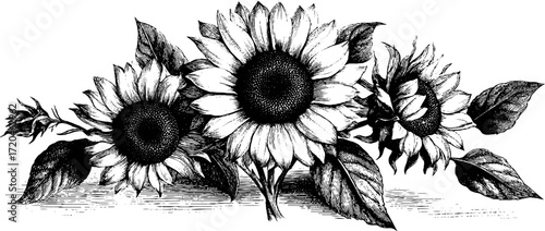 Vintage hand drawn sunflower seed cluster engraving for retro design projects