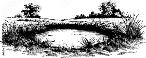 Tranquil swamp scene with vegetation silhouette for nature design