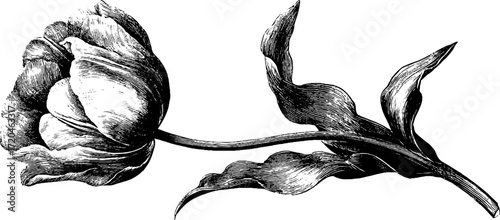 Vintage illustration of tulip flower with stem - hand drawn botanical art for design