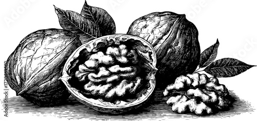 Vintage hand drawn walnut sketch with crack opened nut and leaves - retro design for food and organic themes