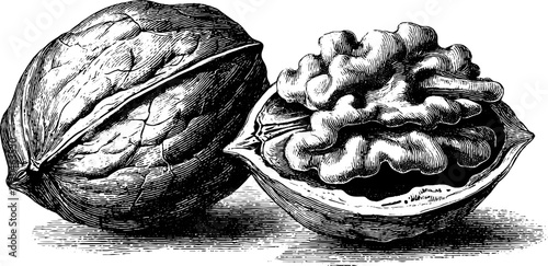 Vintage engraving of cracked walnut in shell - hand drawn nut illustration for retro design