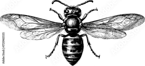 Vintage illustration of a wasp with narrow waist for nature and design projects