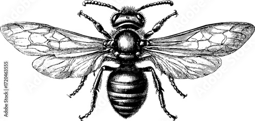 Vintage engraving of wasp with narrow waist for design and decoration