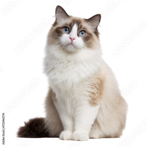 A beautiful Ragdoll cat with striking blue eyes sits against a transparent background. background removed