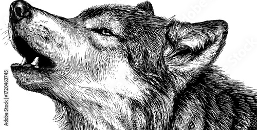 Vintage hand-drawn wolf howling in profile - distinctive retro sketch for nature art and decor