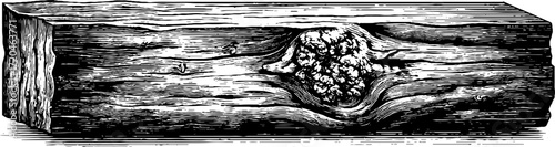 Vintage wooden plank illustration for rustic design elements