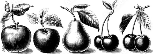 Vintage fruit illustration set featuring apples, pears, plums, and cherries for retro design