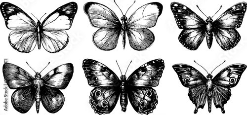 Vintage butterfly illustration set featuring cabbage white and painted lady designs for retro decor