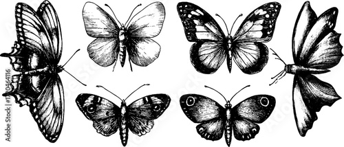 Collection of hand drawn butterfly illustrations featuring cabbage white and painted lady for retro design