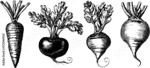Vintage vegetable illustration set featuring carrot, radish, beetroot, and turnip for design