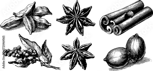 Vintage spice collection featuring cardamom, star anise, and cloves sketch for labels and design