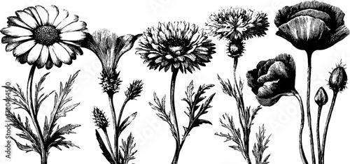 Vintage floral sketch of daisy, chamomile, cornflower, and poppy for botanical design