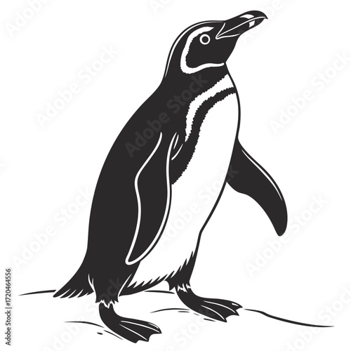 Penguin tilting head sideways silhouette