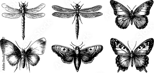 Vintage illustration set of dragonfly, damselfly, and butterfly silhouettes for design