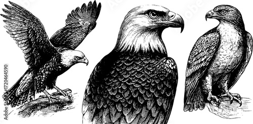 Majestic birds of prey collection: eagle, hawk, falcon, and osprey for nature artwork
