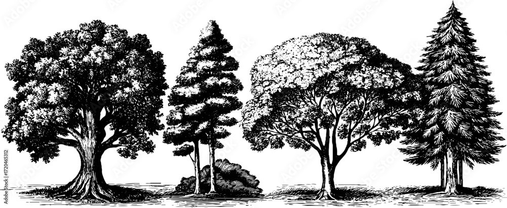Fototapeta premium Hand drawn illustration set of oak, pine, and birch trees for nature-inspired design