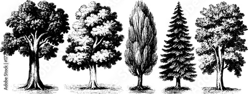 Vintage hand drawn illustration set of oak pine birch trees for retro design
