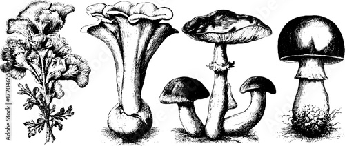 Vintage engraving of oyster mushroom and shiitake variety set for culinary design
