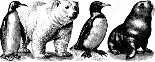 Vintage animal engravings featuring polar bear, penguin, and walrus for retro design