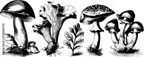 Vintage illustration of porcini, aspen, and wild mushrooms in etched style for nature design