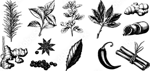 Herb and spice sketch set featuring rosemary, thyme, basil, mint, and ginger for culinary design
