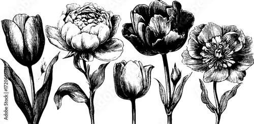 Vintage floral illustration of roses, peonies, lilies, and tulips