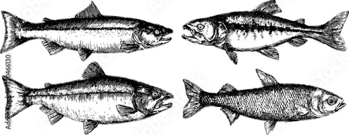 Vintage hand drawn illustration set of salmon, sturgeon, roach, and bream fish silhouettes for retro design