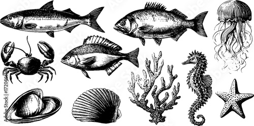 Vintage marine life collection: hand-drawn fish and sea creatures for retro design