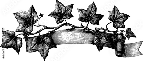 Vintage scroll border with ivy leaves motif for elegant design