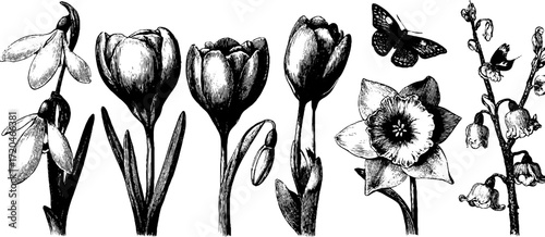 Hand-drawn vintage spring flowers: snowdrops, crocuses, tulips, daffodils with butterfly silhouette for retro designs