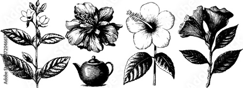 Vintage botanical illustration of tea leaves and jasmine hibiscus flowers for design and decor