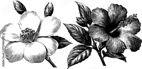 Vintage botanical sketch of tea leaves with jasmine and hibiscus flowers for design
