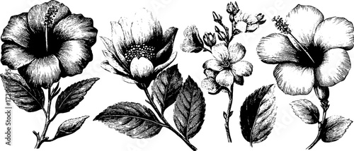 Vintage botanical collection of tea leaves jasmine and hibiscus flowers for design