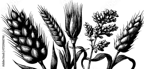 Vintage botanical illustration of wheat, rye, oats, barley, and rice - perfect for poster or label design