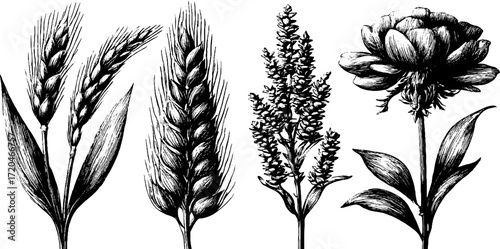 Vintage botanical set of wheat, rye, oats, barley, and rice for design projects