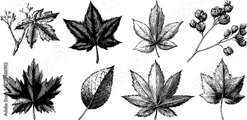Vintage botanical seamless pattern of engraved branches and leaves for retro design