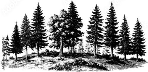 Vintage woodcut style forest background with dense trees in hand drawn engraving design for posters