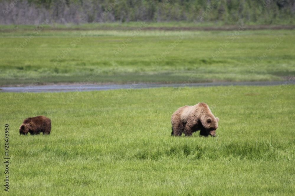 Fototapeta premium Bears