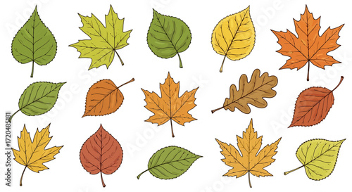 A collection of autumn leaves illustrations featuring maple, oak, birch, and other deciduous trees, suitable for seasonal designs and educational resources celebrating fall