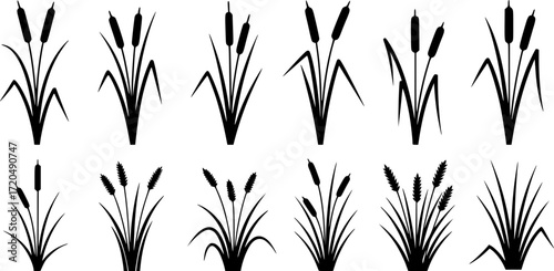 Cattail icon vector set. reeds illustration sign collection. swamp symbol. grass logo.
